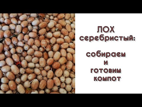 Видео: Собираем и готовим компот из лоховника. Такой вот лох… серебристый