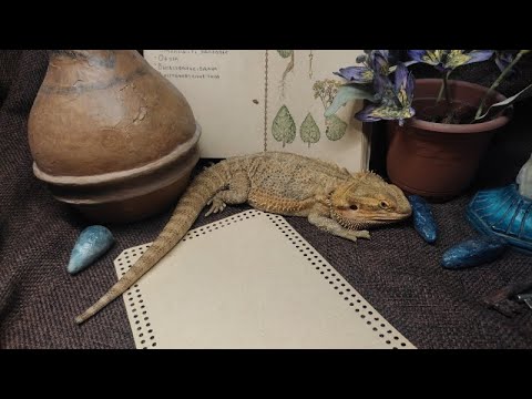 Видео: Morrowind plants Watercolor / Морровинд акварель