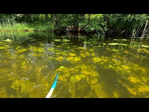 Видео: Сплав из озера Малый Иван по реке Балаздынь через озеро Стремянное в озеро Балаздынь.