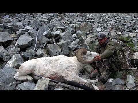 Видео: Охота на баранов Далла на Аляске с Остином Манеликом