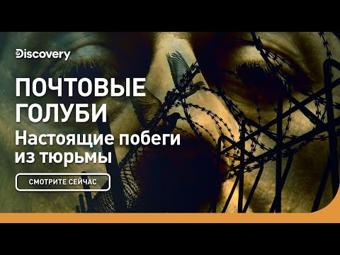 Видео: Почтовые голуби | Настоящие побеги из тюрьмы | Discovery