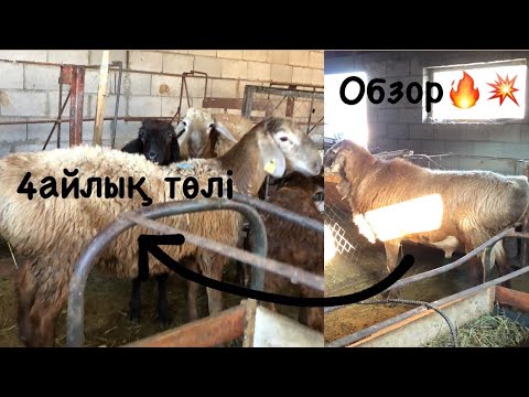 Видео: Қошқарлыққа 2қозы алдық🔥 / Жайлаудан түскен 4айлық қозыға обзор💥/  Қошқар бордақылау.