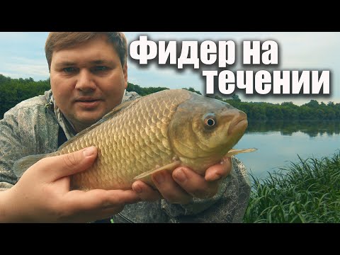 Видео: Фидерная рыбалка на Дону! Крупные караси и голавль в июне!🎣