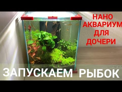 Видео: Запускаем рыбок. Нано аквариум ( 18 литров ) для дочери. Выпуск 3.