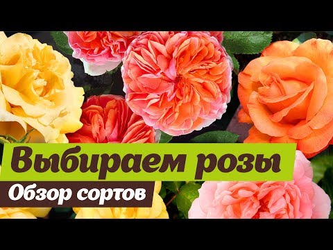 Видео: Какие сорта роз посадить  Проверены на Урале