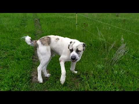 Видео: Алабайские будни. Эскер среди быков и коров в электропастухе.