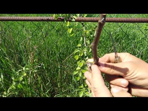 Видео: Щеплення груші Талгарська красуня на грушу дичку в полі. Частина2