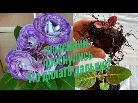 Видео: Глоксинии просыпаются. Что делать ? Высодить  в грунт или дать еще поспать? 🥱🥱🛌#глоксинии