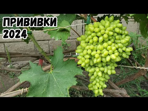 Видео: Прививки винограда 2 месяца. Ламборджини, Аватар, Рататуй, Бананас, Квартет, Рембо, Богема, Басанти.