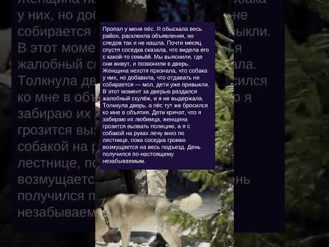 Видео: История про пса, которого удалось вернуть✍ Зацените историю: Часть №248