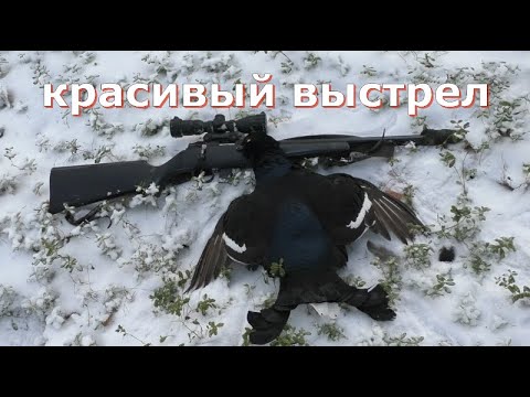 Видео: Охота с МЕЛКАШКОЙ на Косача и Рябчика/-МЕДВЕДЬ кружит у избы