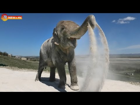 Видео: Историческое открытие ВОЛЬЕРА для СЛОНОВ! Как это было! Тайган. Elephants life in Taigan.