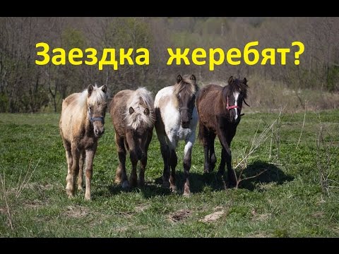 Видео: Почему нельзя заезжать маленьких жеребят