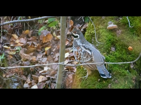 Видео: Рябчик (лат. Tetrastes bonasia)