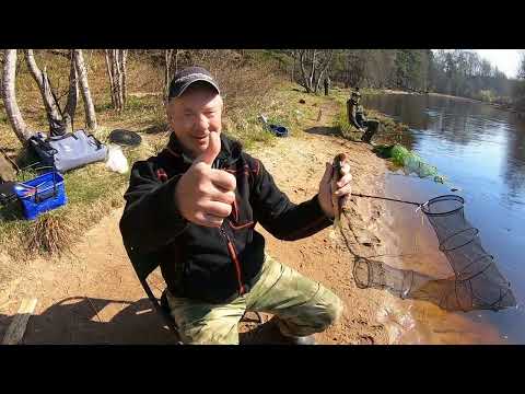 Видео: Классная рыбалка на Ельца. Чёрная речка, северный берег Финского залива. Зеленогорск.