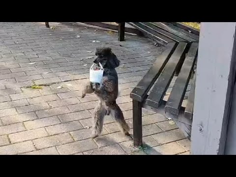 Видео: Субботняя тренировка 🍁🍃 Учим команду "вбок" и команды по жестам без голоса на расстоянии.