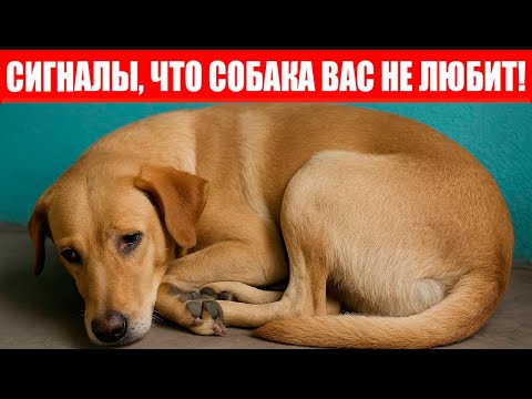 Видео: 21 Признак, Что Ваша Собака Вас НЕ ЛЮБИТ! (шокирует)