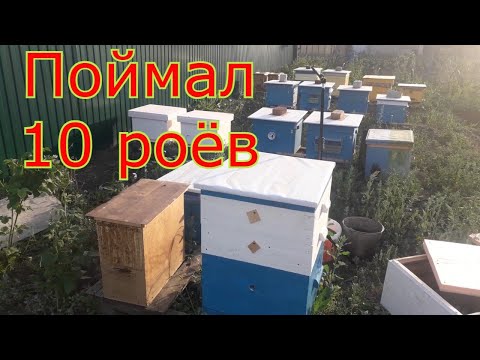 Видео: Поймал 10 роев! Пересадка и объединение роев # 8, 9, 10