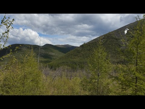 Видео: 02.06.2024, пгт.Ягодное, Магаданская область