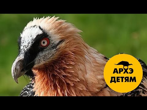 Видео: Хищные птицы - 2 (орлы и грифы) | Александр Хабургаев (выпуск 29)