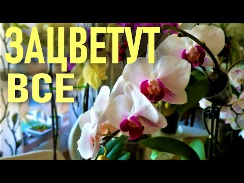 Видео: ОТ ЭТОГО ДАЖЕ САМЫЕ КАПРИЗНЫЕ ОРХИДЕИ ЗАЦВЕТУТ! ЛУЧШИЙ ПО МНЕНИЮ ЗРИТЕЛЕЙ МЕТОД ВЫРАЩИВАНИЯ ОРХИДЕЙ!