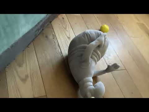 Видео: Яка охорона 