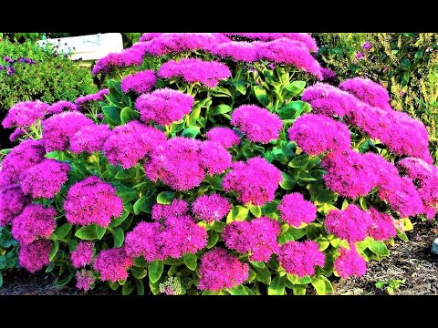 Видео: КРАСИВЫЕ ЦВЕТЫ ДЛЯ БЕДНОЙ ПОЧВЫ