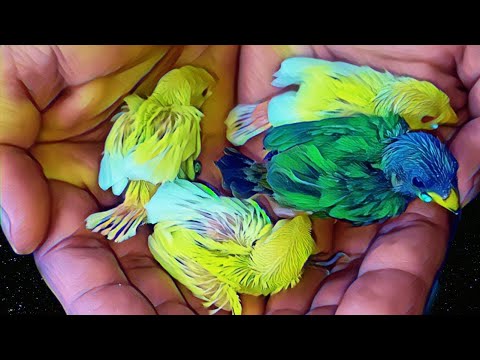 Видео: Как согреть птенцов: Брудер