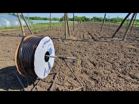 Видео: Капельный полив на малине.