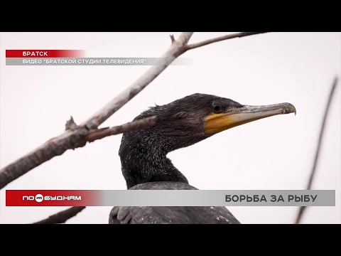 Видео: Бакланы съедают большую часть рыбы в Братском районе