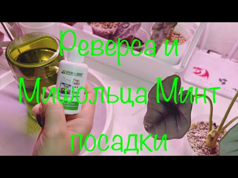 Видео: Посадки новых алоказий Реверса и Мишольца Минт