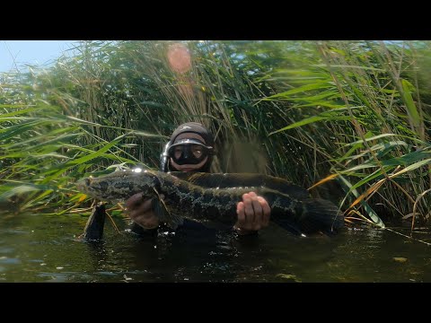 Видео: Мынауың балық емес Крокодил ғой!!!