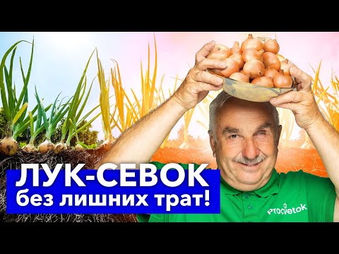 Видео: ЛУК-СЕВОК БОЛЬШЕ НЕ ПОКУПАЮ! Почти бесплатно получаю много отличных луковиц за один сезон