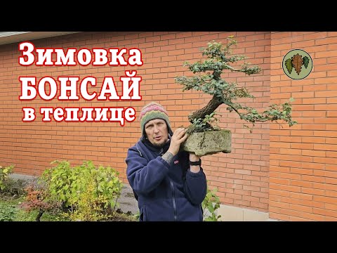 Видео: Зимовка бонсай в глубокой теплице