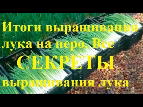 Видео: 1 месяц работы. Итоги выращивания лука на перо. Все секреты выращивания лука. Лук на перо в теплице.