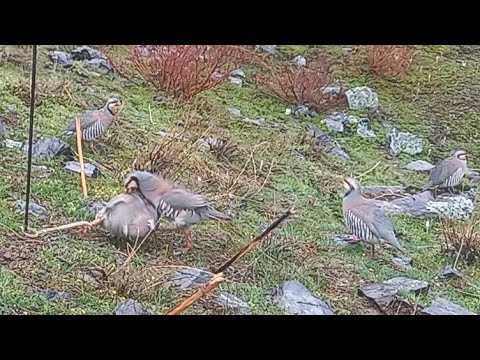 Видео: охота на кеклика 7 марта короче YouTube Спартак