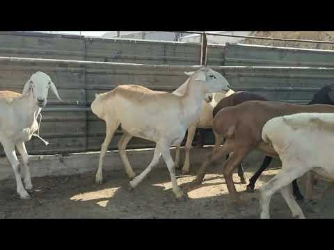 Видео: 7 августа 2024 г.