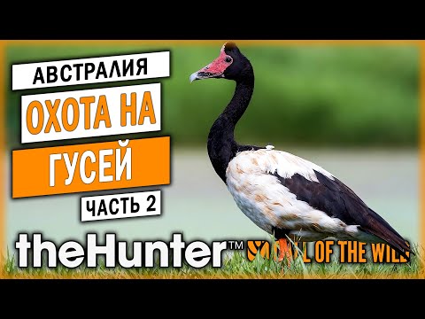 Видео: ОХОТА НА ПОЛУЛАПЧАТОГО ГУСЯ! | Emerald Coast | theHunter Call of the Wild 🐊 | Часть #2
