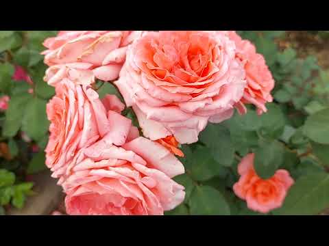 Видео: #Institute_Lumiere О жизни розы Institute lumiere в моём саду!