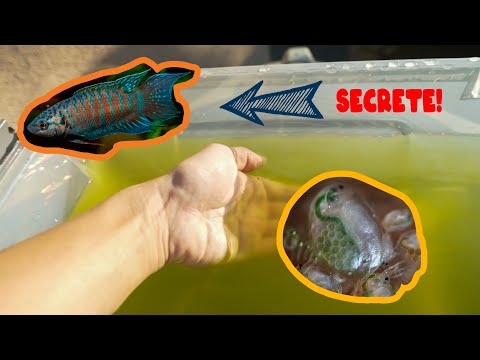 Видео: Создайте зеленую воду с уличной рыбой для выращивания дафний!