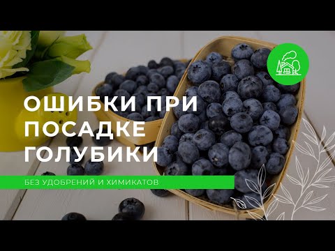 Видео: Почему голубику лучше сажать в траншею? — 2 часть