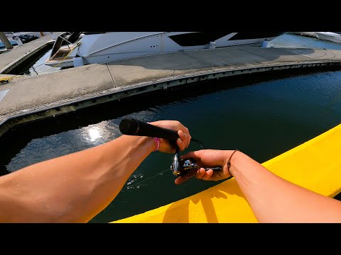 Видео: Золотой берег в отрыве! | Монстр-джеки, блестки и безостановочный экшн...