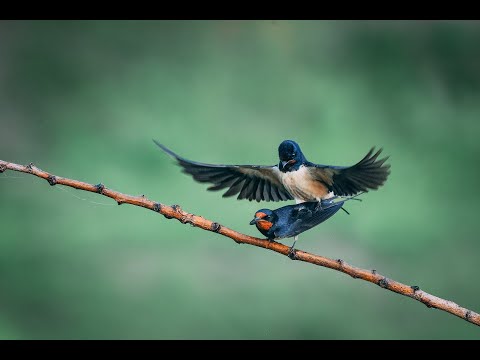 Видео: Как направих тази снимка - Фотография на птици от укритие.