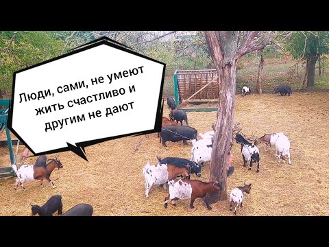 Видео: Вот так и живем 😁🤦‍♀️ - ЛИЦИМЕРИЕ, ЛОЖЬ И ЗАВИСТЬ