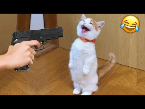 Видео: Смейся до слёз! 😂 Самые смешные кошки и собаки 😹🐶 Часть 1