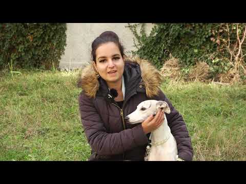 Видео: Само в предаването За кинологията с д-р Кънев: Срещи с породите Неаполитански мастиф, Поденко...