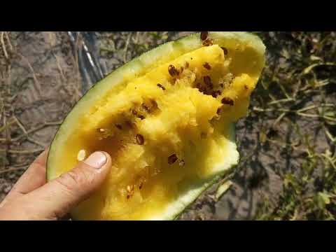Видео: 🍉🍈 Збір КАВУНА, сезон підходить до завершення. Рівненщина. Гібриди Талісман та Фарао.