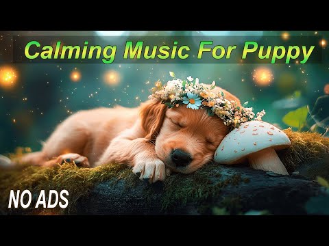 Видео: Успокаивающая музыка для щенков 🐶💤 Музыка для глубокого сна собак 🎵 Идеально подходит для снятия