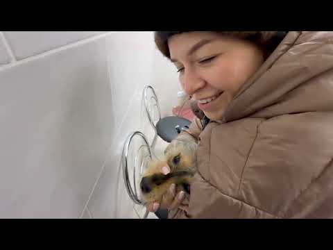 Видео: Оперували Карму 