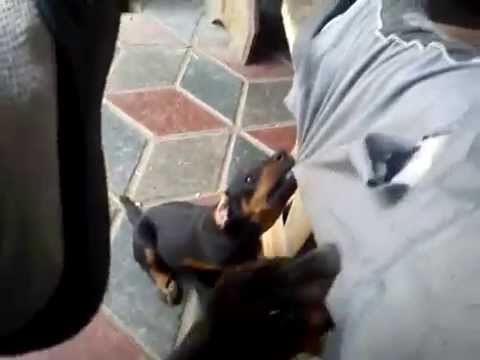 Видео: злые ягдтереры.